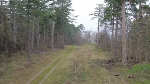 Smooth Low Drone Flight Along Pine Forest Path Video stock 331940946