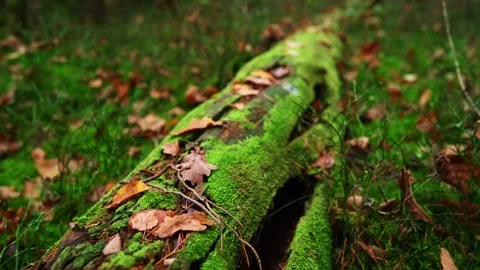 Smooth Macro Camera Movement Along Mossy Fallen Log in Autumn Forest 4K 動画素材 344840960