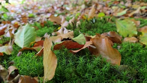 Smooth macro dolly shot sliding over vibrant green moss and fallen autumn l.. Stock Footage 343950625