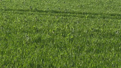 Smooth meadow-grass, Poa pratensis, in a meadow in the UK Видео 333464689