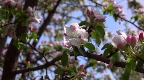 Smooth motion of apple spring pink blossom and fresh green leaves close up Stock Footage 66518199