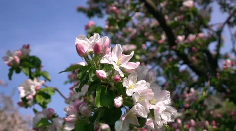 Smooth motion of apple spring twig with pink blossom and fresh green leaves Stock Footage 66518015