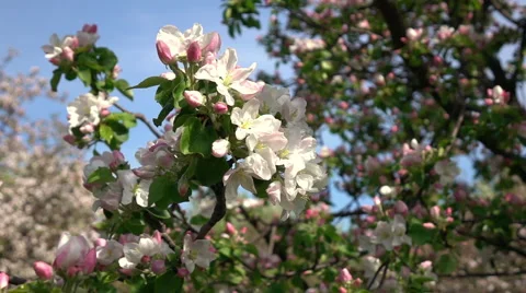 Smooth motion of apple spring twig with pink blossom close up Stock Footage 66518384