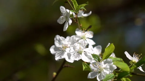 Smooth motion of blooming white prune branch. Stock Footage 66517931