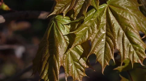 Smooth motion of fresh maple green leaves with red tone Stock Footage 66516660