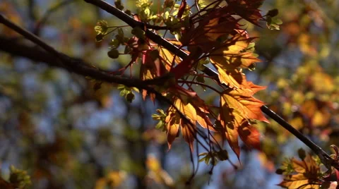 Smooth motion of maple twig with fresh red leaves and green blossom close up Stock Footage 66517164