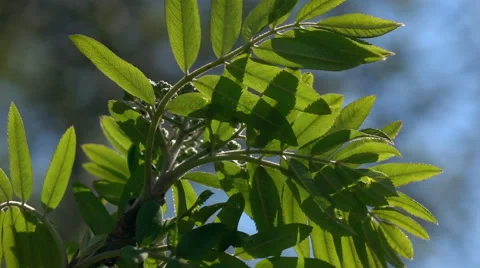 Smooth motion of rowan branch with fresh green leaves close up Stock Footage 66516965