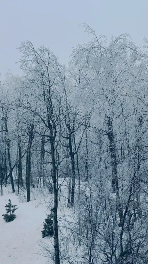 Smooth motion snowfall in winter forest with bare trees and misty atmosphere HD Vidéo 333605283