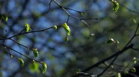 Smooth motion of spring twigs with fresh broken buds on green forest Stock Footage 66517694