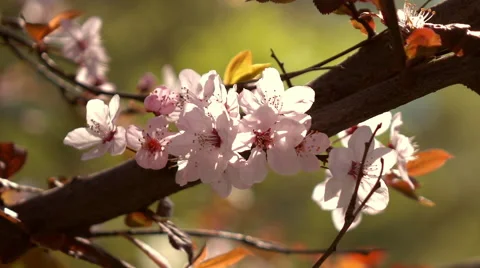 Smooth motion of sunlit blooming pink prune branch with fresh red leaves Stock Footage 66517937