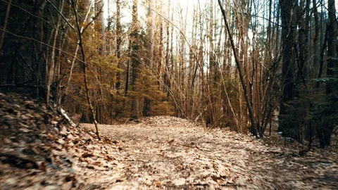 Smooth motion through forest Stock Footage 104816244