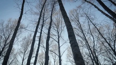 Smooth movement along early spring forest without leaves 스톡 동영상 71201898