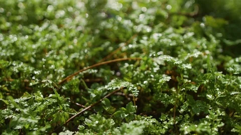 Smooth movement of camera close up on green grass with dew in meadow 스톡 동영상 74229955