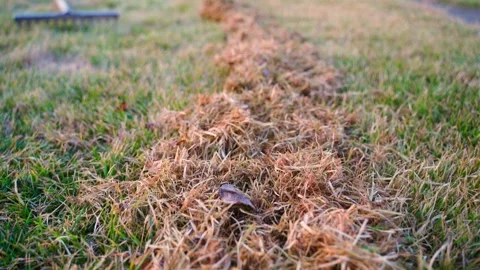 Smooth movement of the camera over dry grass after cleaning lawns with a rake Stock Footage 311797131