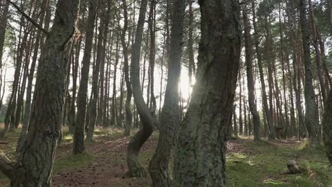 Smooth movement of the camera to the right in the forest Vidéo 152986031