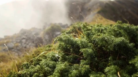 Smooth movement mountain landscape with low-growing thickets of pine and foggy Vídeos de archivo 69965067