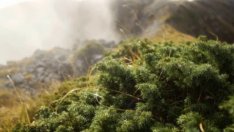 Smooth movement mountain landscape with low-growing thickets of pine and foggy Stock Footage 70760879