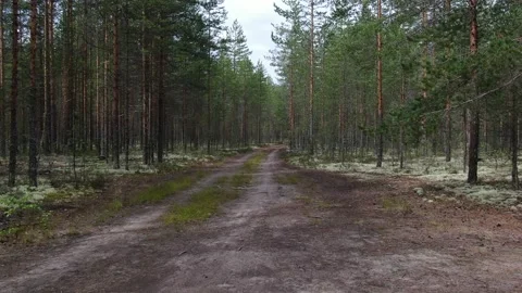 Smooth movement over a dirt road in the forest Stock Footage 137959331