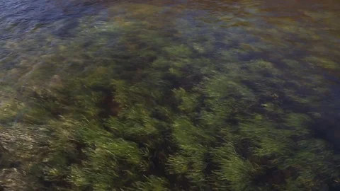 The smooth movement of seaweed in water. Stock Footage