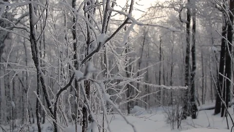 Smooth movement, through branches covered with frost from frost Stock Footage 127836157