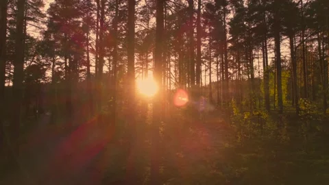 Smooth movement through foliage during sunset. Sun rays shine through the leaves Stock Footage 159081988
