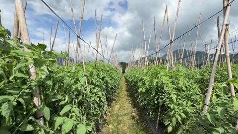 Smooth movement through repeating rows of tomato plants creates depth while Stock Footage 327208471