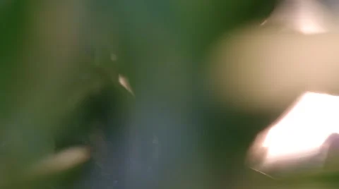 Smooth movement toward cactus Video stock 41636689