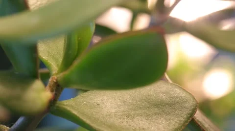 Smooth movement toward cactus Video stock 41636702