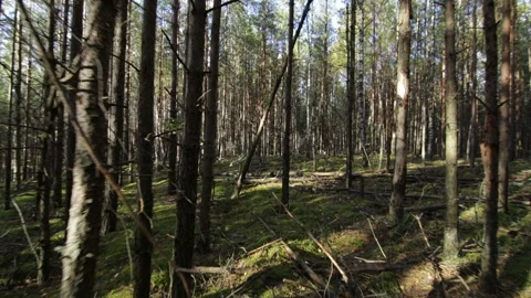 Smooth moving across the deep forest at sunny day Pov Shot Stock Footage 95929501