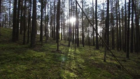 Smooth moving across the deep pine-spruce forest to the sunlight Pov Shot Stock Footage 95932108