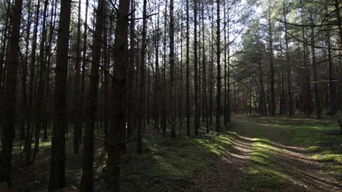 Smooth moving across the deep pine-spruce forest Pov Shot Sunlight Lens Flare Stock Footage 95945868