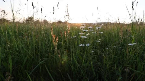 Smooth moving shot of sunset behind the meadow in summer. Stock Footage 117044348