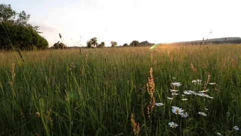 Smooth moving shot of sunset behind the meadow in summer. Stock Footage 117044388