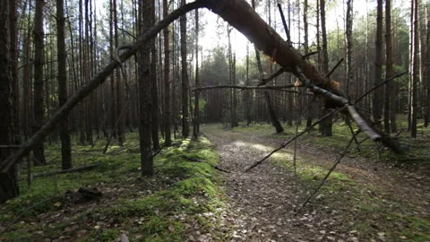 Smooth moving under fallen tree on the road in forest Pov Shot Stock Footage 95938976
