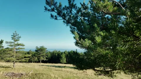 Smooth moving video of a green mountain meadow with pine forest and distant Stock Footage 325742248