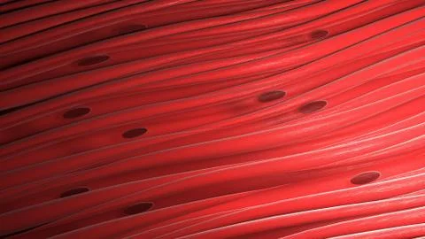 Smooth muscle cells tissue. 3d render Stock Illustration