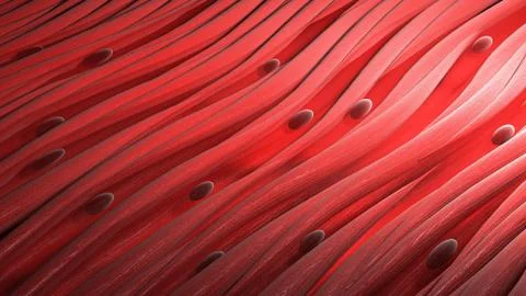 Smooth muscle cells tissue. Close-up 3d render Stock Illustration