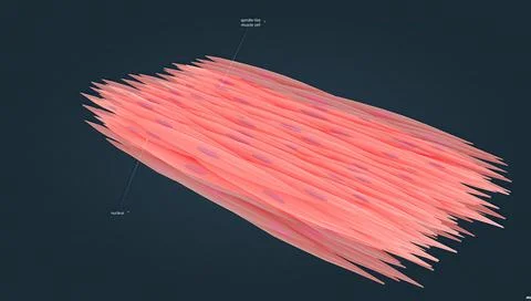 Smooth muscle is one of three types of muscle tissue, alongside cardiac and.. Stock Illustration