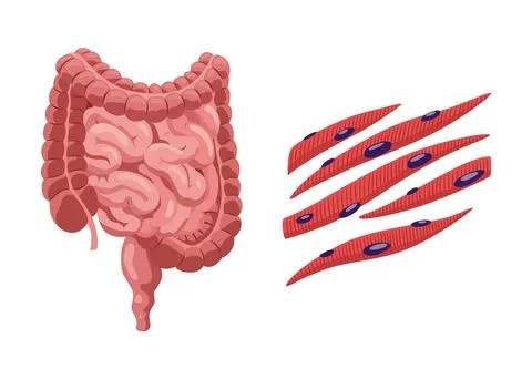 Smooth muscles tissue with specific function. Medical poster design illustration Ilustração Stock