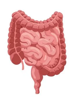 Smooth muscles tissue with specific function. Medical poster design illustration Stock Illustration