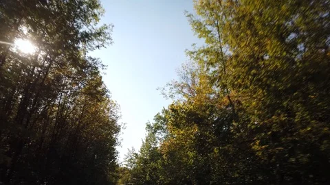 Smooth Natural Background of Trees with Sun Shining Brightly Stock Footage 123532387