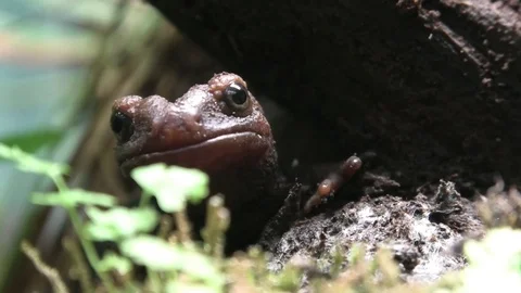 Smooth Newt Close Up Stock Footage
