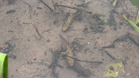 Smooth newt resting on the sandy bottom of a shallow freshwater pond Video stock 336388208