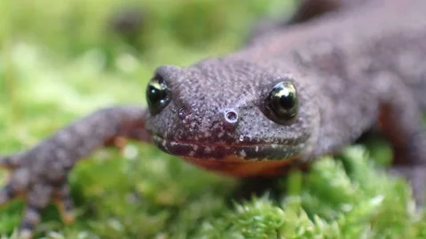 Smooth Newt (salamander) walking on Moss in forest, 4k Stock Footage 231250879