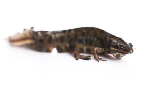Smooth newt on white background Stock Photos