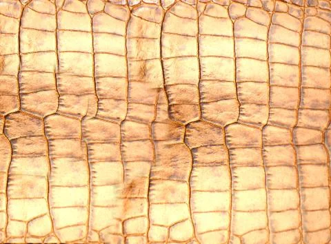 Smooth orange snake skin with a distinctive natural pattern Foto stock
