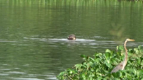 Smooth Otter, Malaysia Stock-Footage 141976707