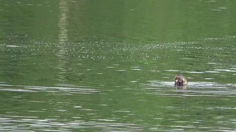 Smooth Otter, Malaysia Video stock 141976887