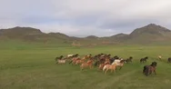 Smooth Overhead Aerial Shot Of Icelandic Horses Running Stock Footage