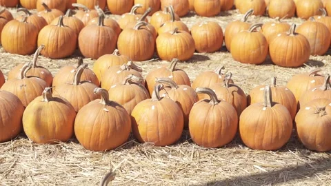 Smooth Pan Across Pumpkin Field at Sunset Stock Footage 318425389